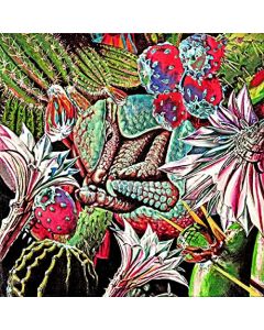 Armadillo-CactusRock